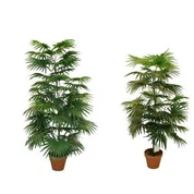 Väike Kunstlik Fan Palm Tree