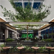 Kunstlikud Ficuse puud saali jaoks